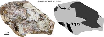 The First Healed Bite Mark and Embedded Tooth in the Snout of a Middle Permian Gorgonopsian (Synapsida: Therapsida)